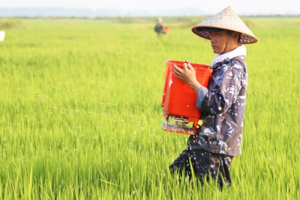 杀虫单的主要防治对象，对于水稻二化螟、三化螟等害虫有很好的防效