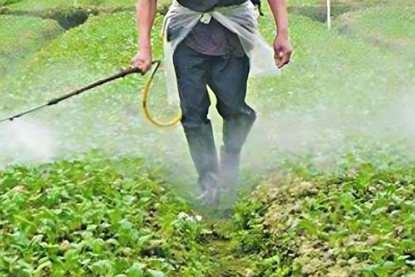杀虫单的主要防治对象，对于水稻二化螟、三化螟等害虫有很好的防效