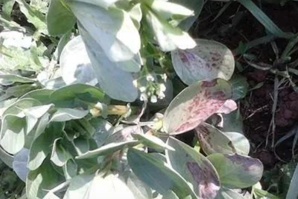 蚕豆缺钾怎么办,合理轮作可避免土壤钾元素流失