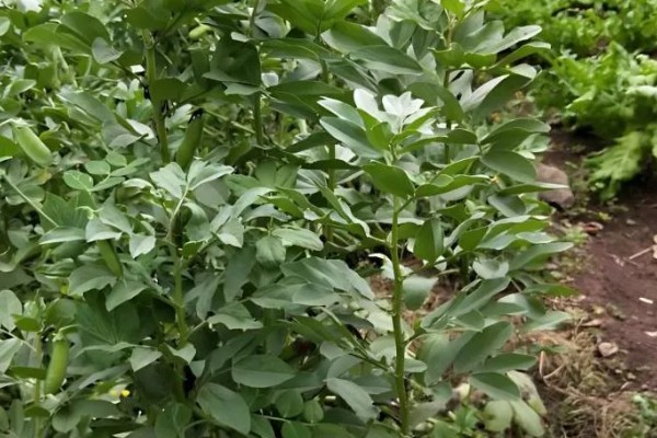 蚕豆缺钾怎么办,合理轮作可避免土壤钾元素流失