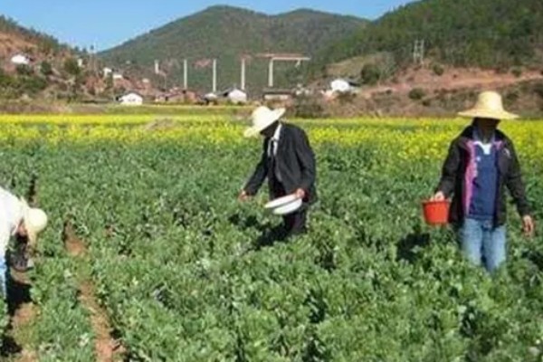 蚕豆缺钾怎么办,合理轮作可避免土壤钾元素流失