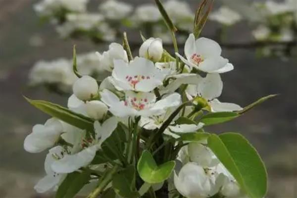 梨花有什么花语,代表纯情、纯真的爱、永不分离