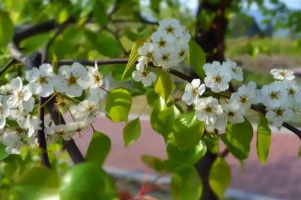 梨花有什么花语,代表纯情、纯真的爱、永不分离