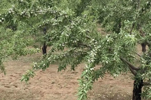 巴旦木的亩产量,能达到3000斤左右