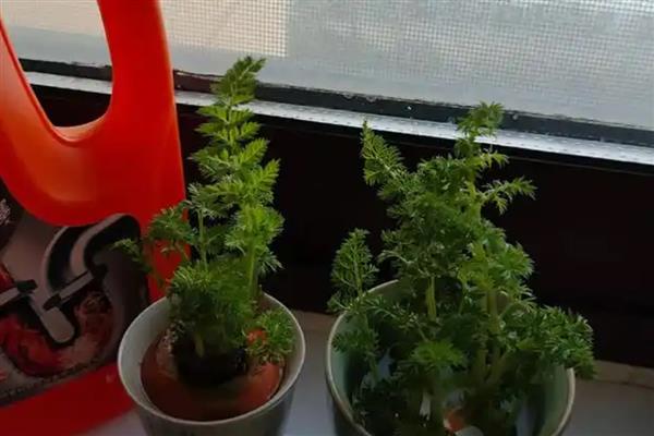 胡萝卜盆栽养护方法,每隔2-3天浇一次水