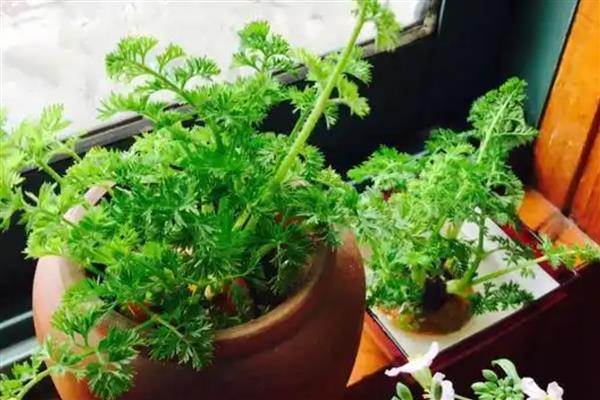 胡萝卜盆栽养护方法,每隔2-3天浇一次水