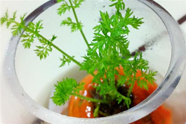 胡萝卜盆栽养护方法,每隔2-3天浇一次水