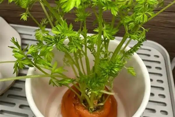 胡萝卜盆栽养护方法,每隔2-3天浇一次水