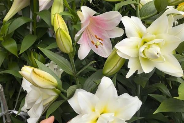 有什么高贵芬芳的植物，包括瑞香、玫瑰、百合等品种