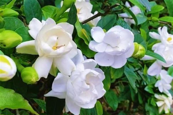 有什么高贵芬芳的植物，包括瑞香、玫瑰、百合等品种