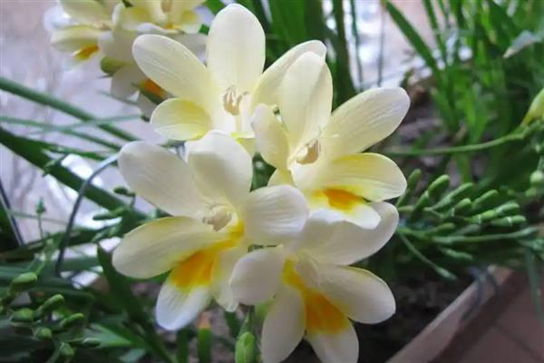 有什么高贵芬芳的植物，包括瑞香、玫瑰、百合等品种