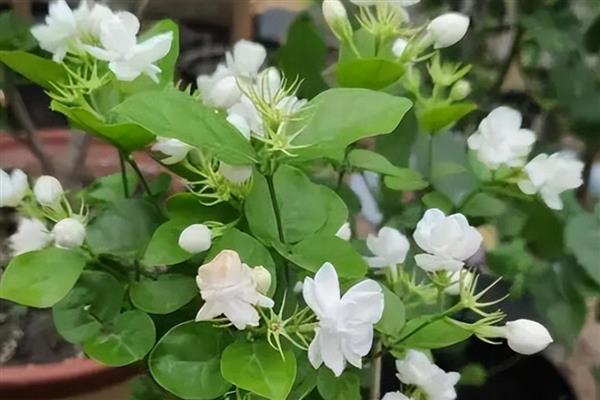 有什么高贵芬芳的植物，包括瑞香、玫瑰、百合等品种