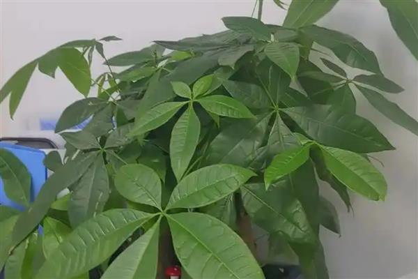 有什么高贵芬芳的植物，包括瑞香、玫瑰、百合等品种