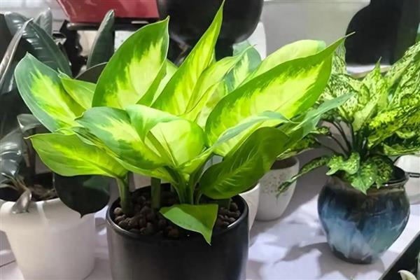 有什么高贵芬芳的植物，包括瑞香、玫瑰、百合等品种