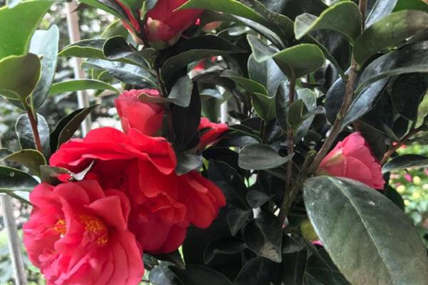 茶花受冻能不能缓过来,轻微冻伤只需养在室内就会恢复生长