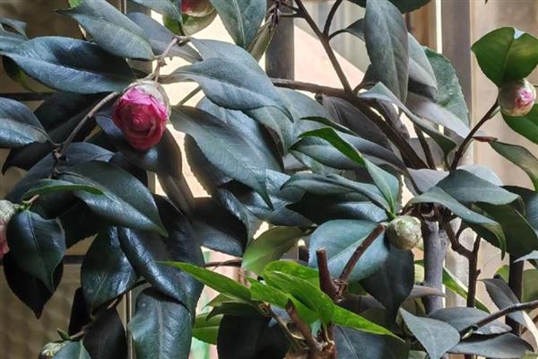 茶花受冻能不能缓过来,轻微冻伤只需养在室内就会恢复生长
