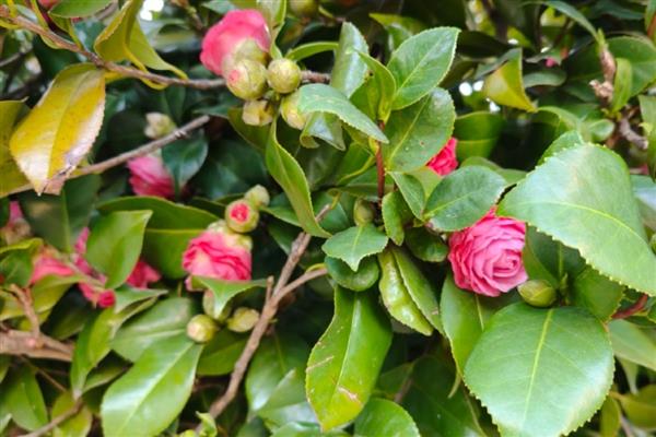 茶花受冻能不能缓过来,轻微冻伤只需养在室内就会恢复生长