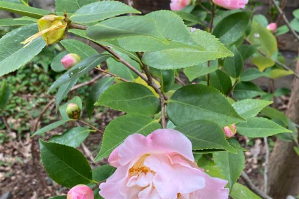 茶花受冻能不能缓过来,轻微冻伤只需养在室内就会恢复生长