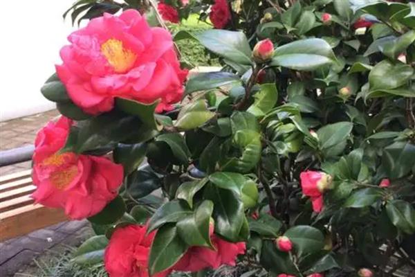 茶花受冻能不能缓过来,轻微冻伤只需养在室内就会恢复生长