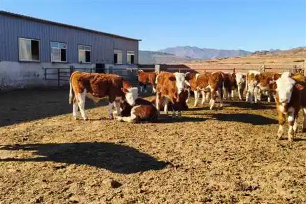 畜牧养殖公司的经营范围,包含生猪和家禽养殖、加工饲料等业务
