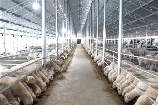 畜牧养殖公司的经营范围,包含生猪和家禽养殖、加工饲料等业务