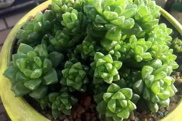 多肉屁股花裂了如何处理,过度浇水要翻松土壤让水分蒸发出去