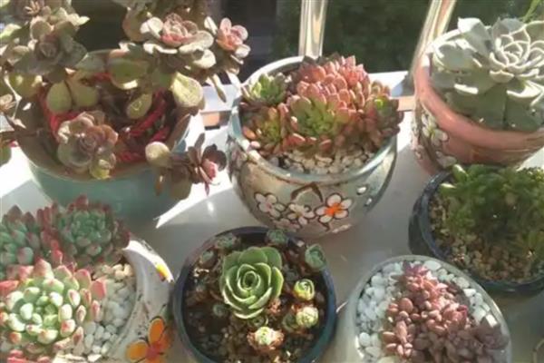多肉屁股花裂了如何处理,过度浇水要翻松土壤让水分蒸发出去