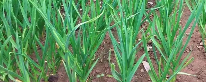 种植蒜苗的方法，株距保持在3-5厘米