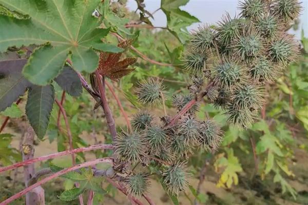 蓖麻怎么育苗,直播时每窝放2-3粒种子