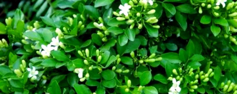 九里香的花语，代表遥远的爱、甜蜜温馨等含义