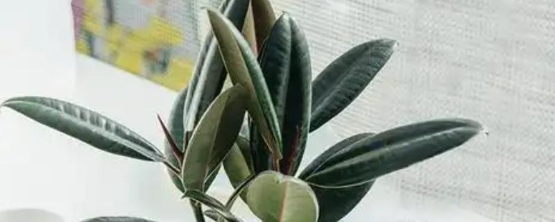 怎么种植橡皮树，幼株每隔3周追肥一次