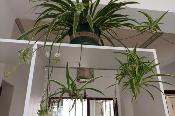 吊兰有什么风水作用,放在客厅的茶几上可以招财进宝