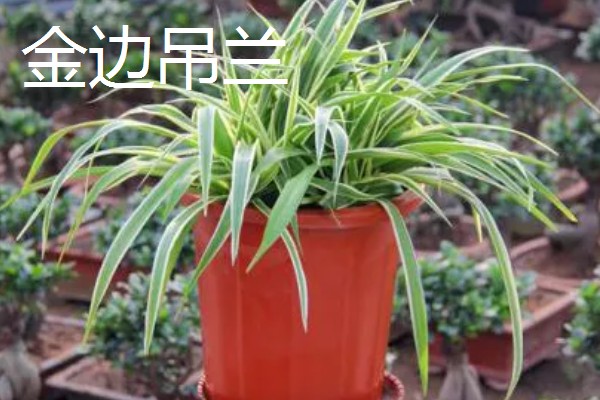 吊兰有什么风水作用,放在客厅的茶几上可以招财进宝