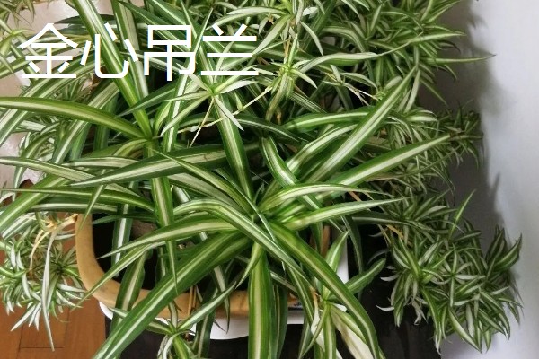 吊兰有什么风水作用,放在客厅的茶几上可以招财进宝
