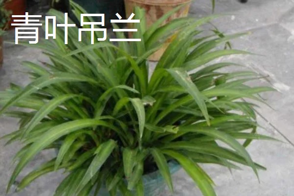 吊兰有什么风水作用,放在客厅的茶几上可以招财进宝