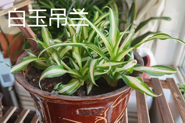 吊兰有什么风水作用,放在客厅的茶几上可以招财进宝