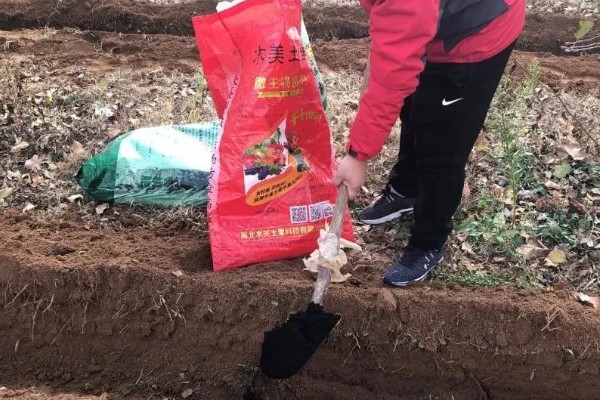 种植蒜苗的方法,株距保持在3-5厘米