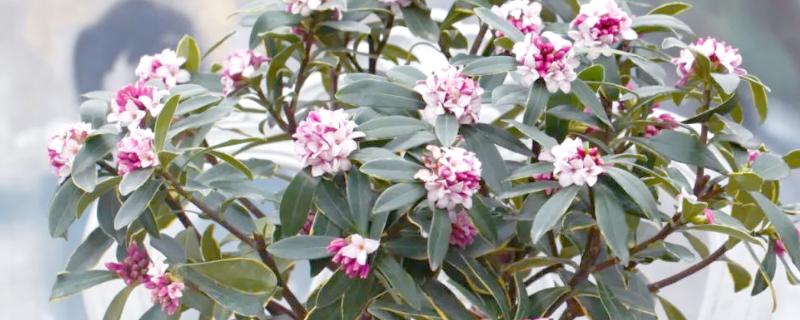有什么高贵芬芳的植物，包括瑞香、玫瑰、百合等品种