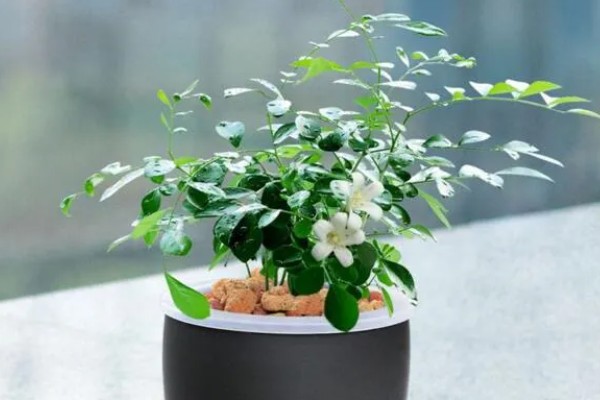 九里香的花语，代表遥远的爱、甜蜜温馨等含义