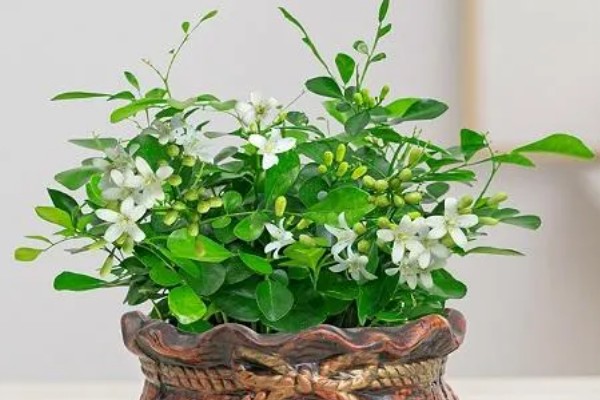 九里香的花语，代表遥远的爱、甜蜜温馨等含义
