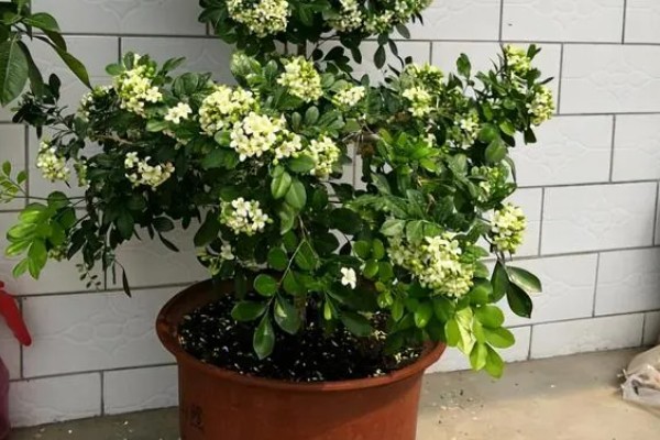 九里香的花语，代表遥远的爱、甜蜜温馨等含义