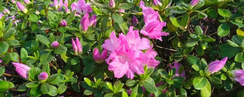 杜鹃花要不要修剪,需要摘心打顶并修剪残花