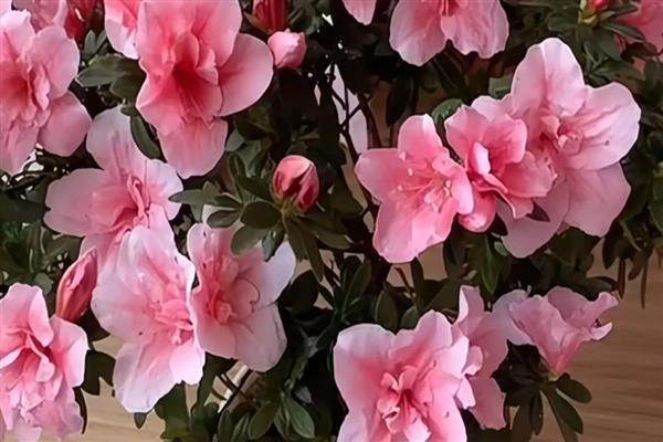 杜鹃花要不要修剪,需要摘心打顶并修剪残花