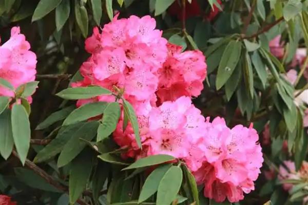 杜鹃花要不要修剪,需要摘心打顶并修剪残花