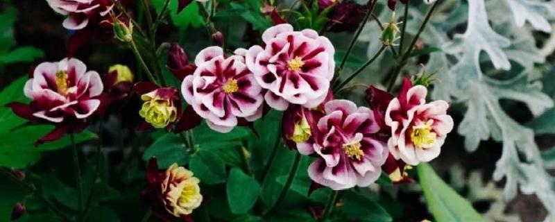 耧斗花怎么养殖，生长盛期多浇水