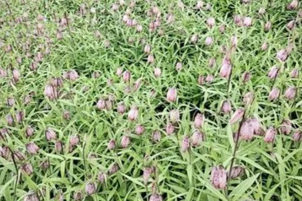 川贝母的亩产量，每年亩产300斤左右