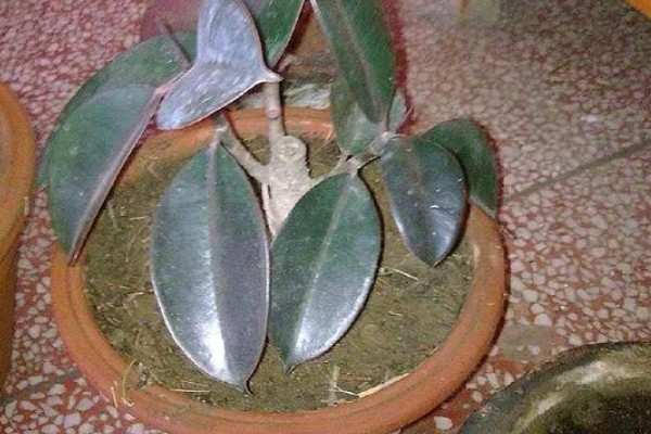 怎么种植橡皮树，幼株每隔3周追肥一次