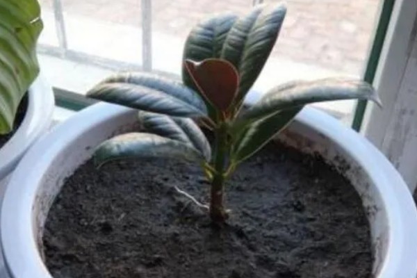 怎么种植橡皮树，幼株每隔3周追肥一次