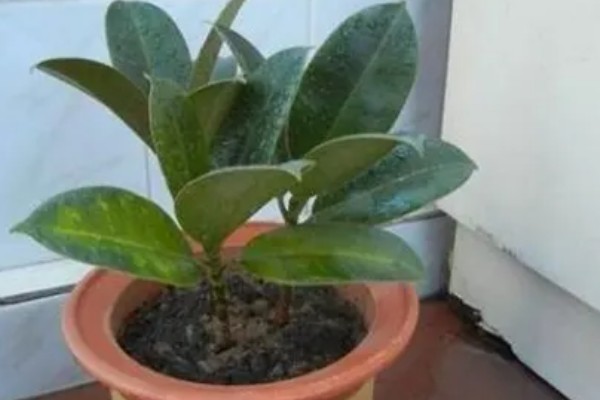 怎么种植橡皮树，幼株每隔3周追肥一次