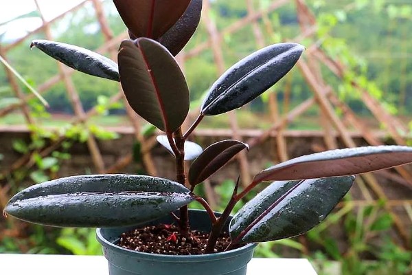 怎么种植橡皮树，幼株每隔3周追肥一次
